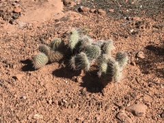 Opuntia polyacantha erinacea