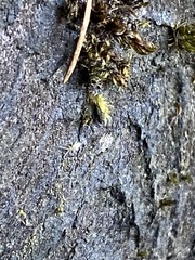 Entomobrya unostrigata