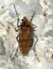 Chaoborus punctipennis