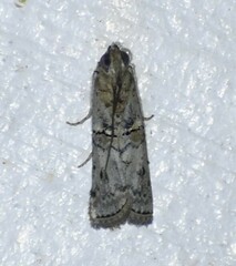 Zamagiria australella
