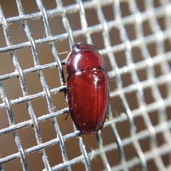 Pseudomorphini