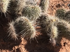 Opuntia polyacantha erinacea