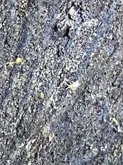 Entomobrya unostrigata