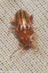 Arrhenocoela lineata