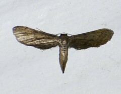 Protoproutia laredoata