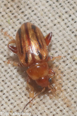 Arrhenocoela lineata