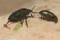 Zicrona caerulea