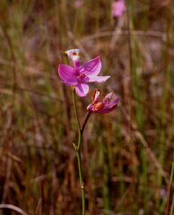 Calopogon tuberosus simpsonii
