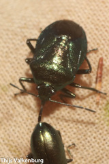 Zicrona caerulea