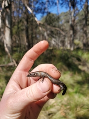 Lampropholis delicata