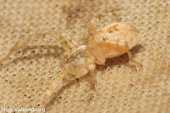 Anyphaena