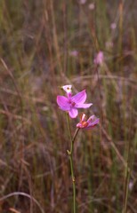 Calopogon tuberosus simpsonii