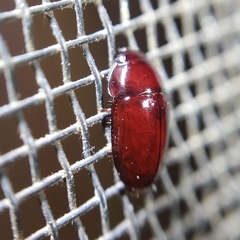 Pseudomorphini