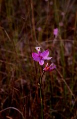 Calopogon tuberosus simpsonii