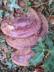 Ganoderma resinaceum