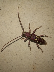 Ambonus distinctus