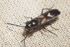 Pterotmetus dimidiatus