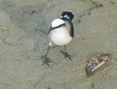 Fluvicola nengeta