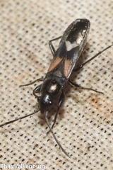 Pterotmetus dimidiatus