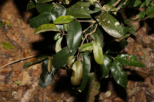 Brown Pearwood (Niemeyera antiloga)