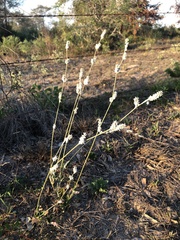 Froelichia floridana