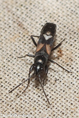 Pterotmetus dimidiatus