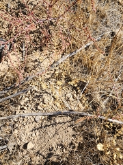 Lepidium perfoliatum