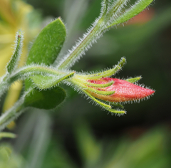 Menodora tehuacana