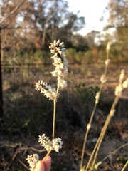 Froelichia floridana
