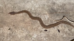 Gloydius ussuriensis