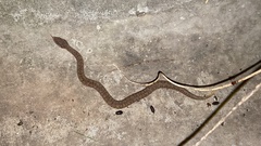 Gloydius ussuriensis