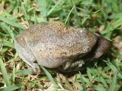 Litoria rubella