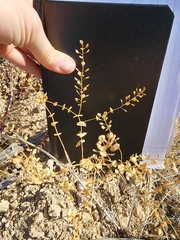 Lepidium perfoliatum