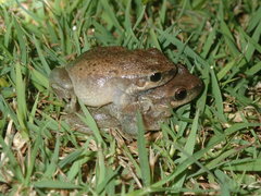Litoria rubella