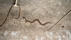 Gloydius ussuriensis