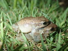 Litoria rubella