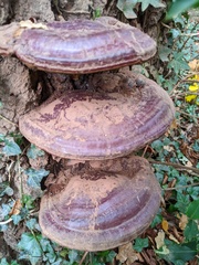 Ganoderma resinaceum