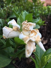 Gardenia jasminoides