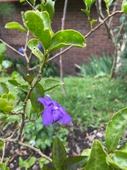 Brunfelsia pauciflora