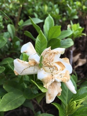 Gardenia jasminoides