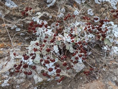 Eriogonum crocatum