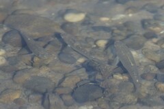 Fundulus heteroclitus