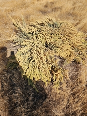 Atriplex confertifolia