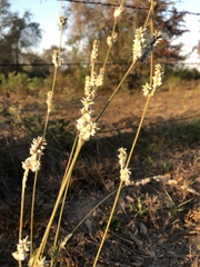 Froelichia floridana