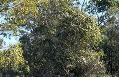 Geranospiza caerulescens