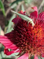 Oecanthus quadripunctatus