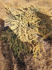Atriplex confertifolia