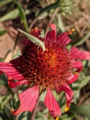 Oecanthus quadripunctatus