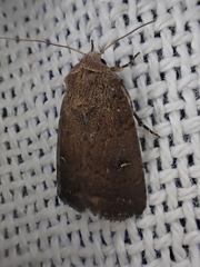 Proteuxoa hypochalchis