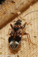 Scolopostethus